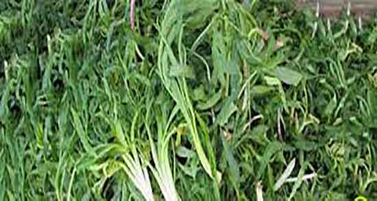 خواص شنگ در شیردهی و فواید مصرف شنگ برای افزایش شیر مادران خواص شنگ در شیردهی ؛ فواید مصرف شنگ برای افزایش شیر مادران