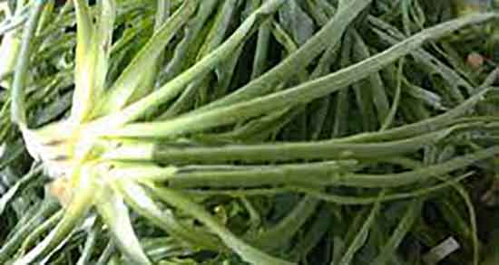 خواص شنگ و غازیاغی و خاصیت شنگ و غازیاغی برای زخم معده خواص شنگ و غازیاغی ؛ خاصیت شنگ و غازیاغی برای زخم معده