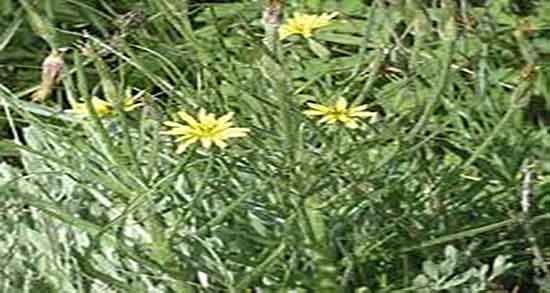 خواص شنگ و مچه و ایا خوردن شنگ و مچه برای زنان باردار مفیده خواص شنگ و مچه ؛ ایا خوردن شنگ و مچه برای زنان باردار مفیده