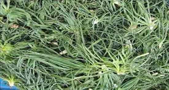 خواص شنگ گیاه بهاری و خاصیت شنگ بهاری برای درمان اسهال خونی خواص شنگ گیاه بهاری ؛ خاصیت شنگ بهاری برای درمان اسهال خونی