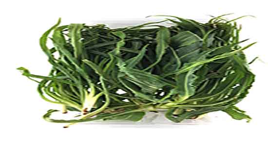 خواص شنگ گیاهی و ایا خوردن گیاه شنگ برای بدن انسان مفیده خواص شنگ گیاهی ؛ ایا خوردن گیاه شنگ برای بدن انسان مفیده