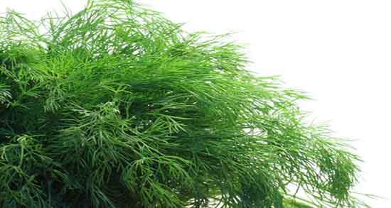 خواص شوید با ماست ؛ فواید مخلوط شوید کوهی با ماست برای بدن خواص شوید با ماست ؛ فواید مخلوط شوید کوهی با ماست برای بدن