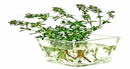 خواص عرق آویشن برای ریه و درمان عفونت ریه با مصرف عرق آویشن خواص عرق آویشن برای ریه ؛ درمان عفونت ریه با مصرف عرق آویشن