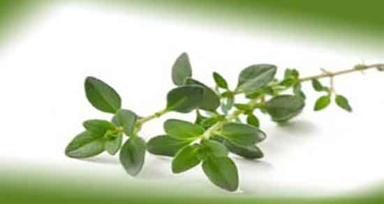 خواص عرق آویشن برای لاغری و فواید عرق آویشن برای چربی سوزی بدن خواص عرق آویشن برای لاغری ؛ فواید عرق آویشن برای چربی سوزی بدن