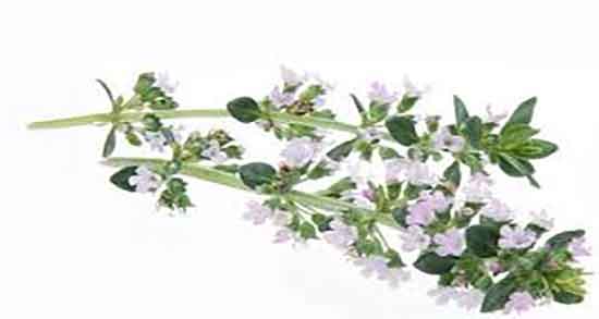 خواص عرق آویشن برای معده و فواید عرق آویشن برای درمان زخم معده خواص عرق آویشن برای معده ؛ فواید عرق آویشن برای درمان زخم معده