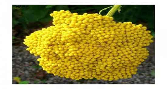 خواص عرق بومادران برای باردار شدن و فواید عرق بومادران برای بارداری خواص عرق بومادران برای باردار شدن ؛ فواید عرق بومادران برای بارداری