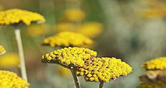 خواص عرق بومادران برای زنان و فواید عرق بومادران برای زنان یائسه خواص عرق بومادران برای زنان ؛ فواید عرق بومادران برای زنان یائسه