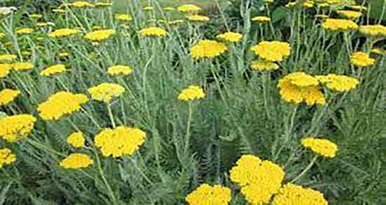 خواص عرق بومادران برای لاغری ؛ فواید عرق بومادران برای لاغری شکم خواص عرق بومادران برای لاغری ؛ فواید عرق بومادران برای لاغری شکم