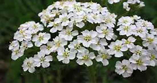 خواص عرق بومادران در بارداری و آیا مصرف عرق بومادران در بارداری ضرر دارد خواص عرق بومادران در بارداری ؛ آیا مصرف عرق بومادران در بارداری ضرر دارد