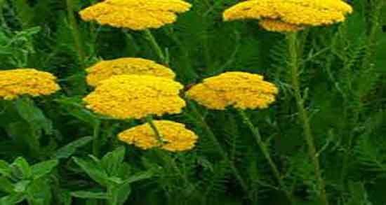 خواص عرق بومادران در طب سنتی و فواید عرق بومادران از نظر طب سنتی خواص عرق بومادران در طب سنتی ؛ فواید عرق بومادران از نظر طب سنتی