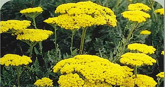 خواص عرق بومادران در پریودی و فواید مصرف عرق بومادران برای قاعدگی خواص عرق بومادران در پریودی ؛ فواید مصرف عرق بومادران برای قاعدگی