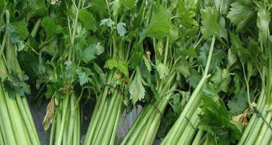 خواص عرق کرفس در طب سنتی ؛ فواید عرق کرفس در طب سنتی خواص عرق کرفس در طب سنتی ؛ فواید عرق کرفس در طب سنتی