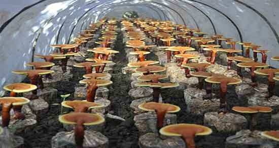 خواص قارچ گانودرما برای چاقی ؛ فواید مصرف قارچ گانودرما برای اضافه وزن خواص قارچ گانودرما برای چاقی ؛ فواید مصرف قارچ گانودرما برای اضافه وزن