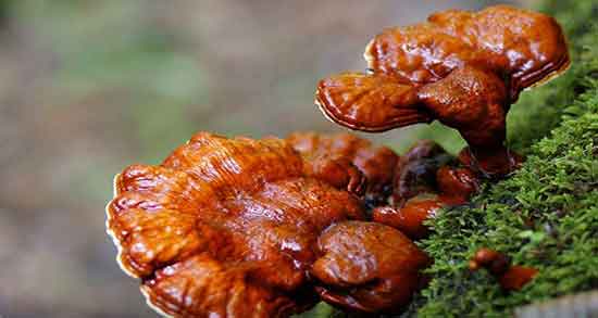 خواص قارچ گانودرما در طب سنتی ؛ قارچ گانودرما از نظر دکتر خیراندیش خواص قارچ گانودرما در طب سنتی ؛ قارچ گانودرما از نظر دکتر خیراندیش