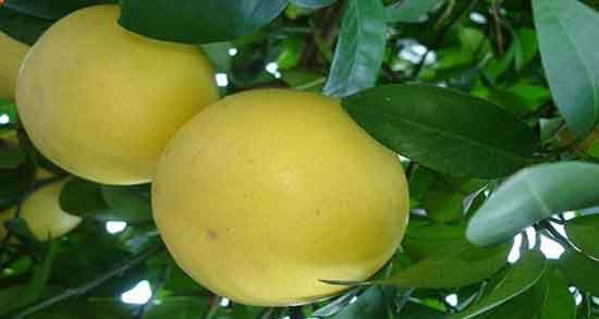 خواص لیمو شیرین برای پوست صورت ؛ لیمو شیرین به عنوان یک روشن کننده طبیعی پوست خواص لیمو شیرین برای پوست صورت ؛ لیمو شیرین به عنوان یک روشن کننده طبیعی پوست