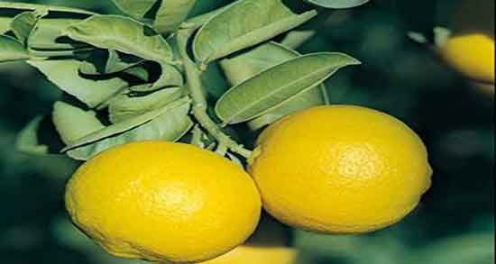خواص لیمو شیرین در بارداری ؛ درمان کم خونی در زنان باردار با خوردن لیمو شیرین خواص لیمو شیرین در بارداری ؛ درمان کم خونی در زنان باردار با خوردن لیمو شیرین