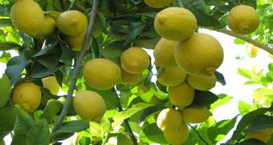 خواص لیمو شیرین در سرماخوردگی و کاهش تب و سرفه با خوردن لیمو شیرین خواص لیمو شیرین در سرماخوردگی ؛ کاهش تب و سرفه با خوردن لیمو شیرین