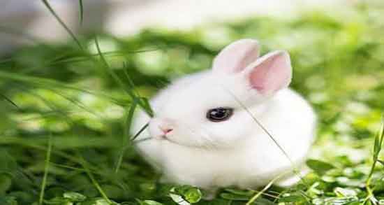 خواص مایه خرگوش ؛ خاصیت مصرف مایه خرگوش برای پسر زایی خواص مایه خرگوش ؛ خاصیت مصرف مایه خرگوش برای پسر زایی