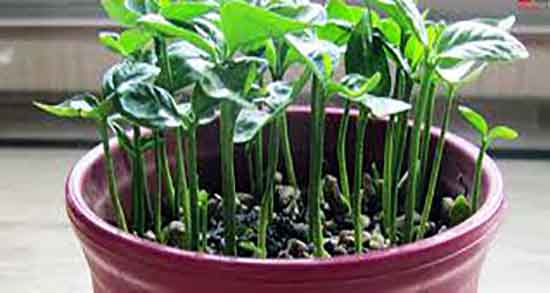 خواص هسته خرما برای دیابت و فواید هسته خرما برای کنترل قند خون خواص هسته خرما برای دیابت ؛ فواید هسته خرما برای کنترل قند خون