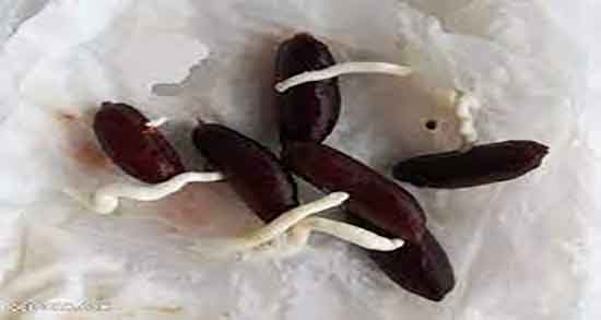 خواص هسته خرما برای سنگ کلیه ؛ هسته خرما داروی سنگ شکن کلیه خواص هسته خرما برای سنگ کلیه ؛ هسته خرما داروی سنگ شکن کلیه