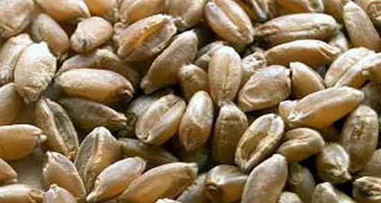 خواص هسته خرما در طب اسلامی ؛ فواید هسته خرما در طب اسلامی خواص هسته خرما در طب اسلامی ؛ فواید هسته خرما در طب اسلامی