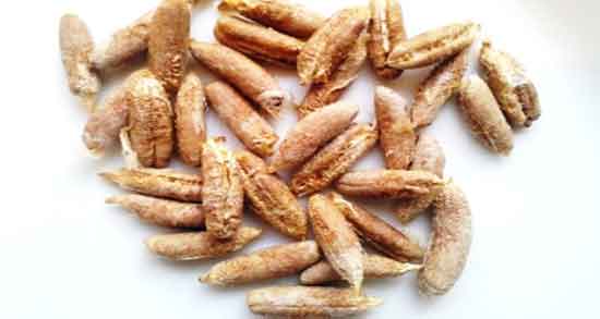 خواص هسته خرما چیست و خاصیت قهوه هسته خرما برای بدن چیست خواص هسته خرما چیست ؛ خاصیت قهوه هسته خرما برای بدن چیست