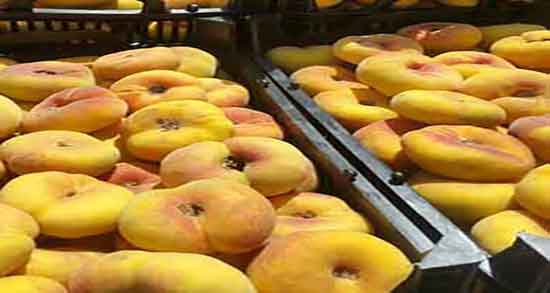 خواص هلو برای دیابت و ایا مصرف هلو برای افراد دیابتی مفید است خواص هلو برای دیابت ؛ ایا مصرف هلو برای افراد دیابتی مفید است