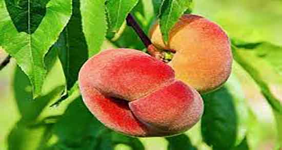 خواص هلو برای معده و فواید مصرف هلو برای درمان زخم معده خواص هلو برای معده ؛ فواید مصرف هلو برای درمان زخم معده