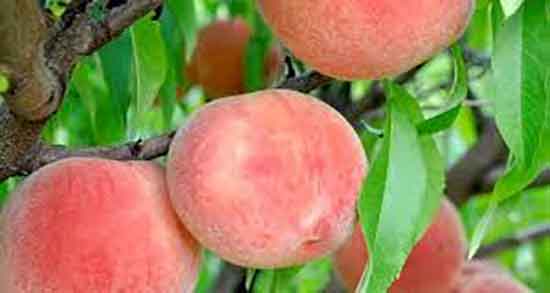 خواص هلو در دوران بارداری و خاصیت مصرف هلو برای زنان باردار چیست خواص هلو در دوران بارداری ؛ خاصیت مصرف هلو برای زنان باردار چیست