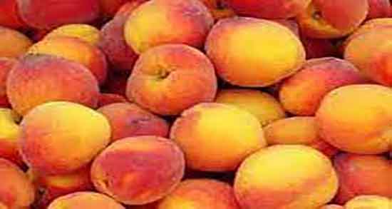 خواص هلو در طب اسلامی و فواید مصرف هلو انجیری در طب اسلامی خواص هلو در طب اسلامی ؛ فواید مصرف هلو انجیری در طب اسلامی