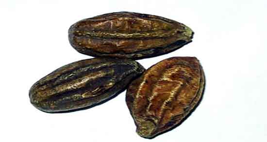 خواص هلیله سیاه برای قاعدگی و فواید هلیله سیاه برای قاعدگی زنان خواص هلیله سیاه برای قاعدگی ؛ فواید هلیله سیاه برای قاعدگی زنان