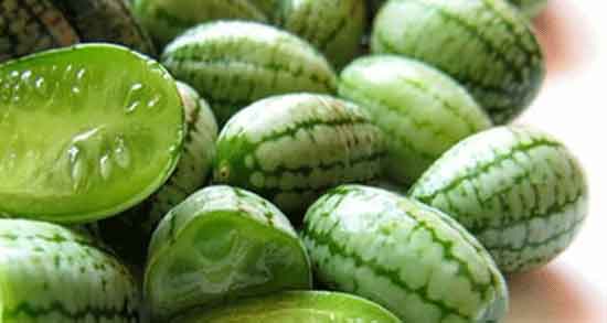 خواص هندوانه ابوجهل در طب اسلامی برای سنگ کلیه و دیابت و پوست و دندان خواص هندوانه ابوجهل ؛ در طب اسلامی برای سنگ کلیه و دیابت و پوست و دندان