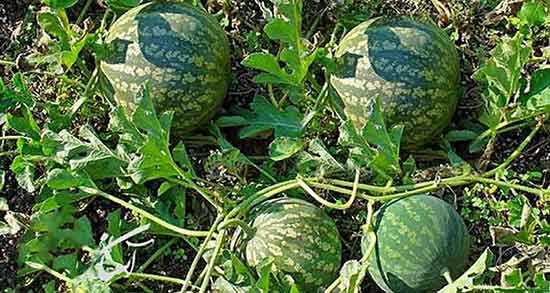 خواص هندوانه ابوجهل در طب اسلامی و هندوانه ابوجهل در طب سنتی خواص هندوانه ابوجهل در طب اسلامی ؛ هندوانه ابوجهل در طب سنتی