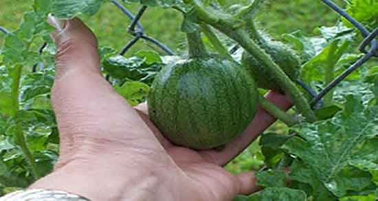 خواص هندوانه ابوجهل و دیابت ؛ خاصیت هندوانه ابوجهل برای قند خون خواص هندوانه ابوجهل و دیابت ؛ خاصیت هندوانه ابوجهل برای قند خون