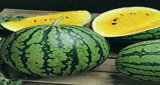 خواص هندوانه زرد برای کلیه ؛ دفع سنگ کلیه با خوردن هندوانه زرد خواص هندوانه زرد برای کلیه ؛ دفع سنگ کلیه با خوردن هندوانه زرد