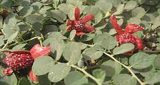 خواص هندوانه کوهی برای بواسیر ؛ درمان درد بواسیر با هندوانه کوهی خواص هندوانه کوهی برای بواسیر ؛ درمان درد بواسیر با هندوانه کوهی