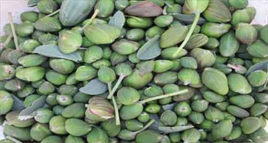 خواص هندوانه کوهی برای دیابت و ایا هندوانه کوهی برای قند خون مفیده خواص هندوانه کوهی برای دیابت ؛ ایا هندوانه کوهی برای قند خون مفیده