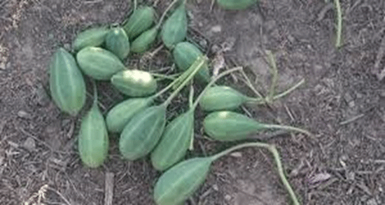 خواص هندوانه کوهی و برای سینوزیت و دیابت را چگونه مصرف کنیم خواص هندوانه کوهی ؛ برای سینوزیت و دیابت را چگونه مصرف کنیم