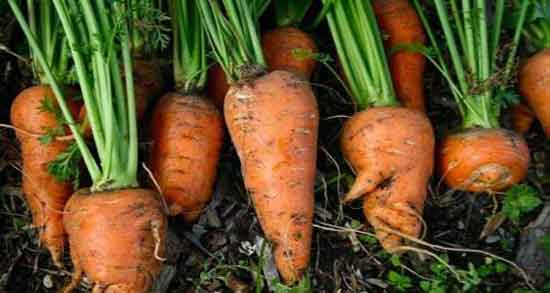 خواص هویج برای باردار شدن و فواید مصرف اب هویج برای حاملگی خواص هویج برای باردار شدن ؛ فواید مصرف اب هویج برای حاملگی