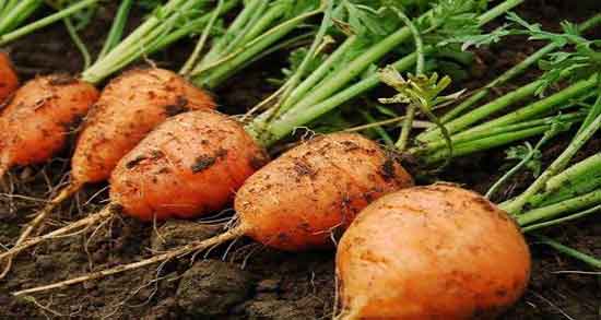 خواص هویج برای زنان باردار و خاصیت مصرف هویج برای زنان حامله خواص هویج برای زنان باردار ؛ خاصیت مصرف هویج برای زنان حامله