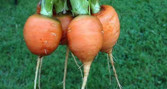 خواص هویج برای نعوظ و مصرف اب هویج باعث زود انزالی میشود خواص هویج برای نعوظ ؛ ایا مصرف اب هویج باعث زود انزالی میشود