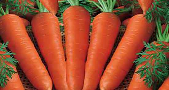 خواص هویج در لاغری و خاصیت مصرف اب هویج برای چربی سوزی بدن خواص هویج در لاغری ؛ خاصیت مصرف اب هویج برای چربی سوزی بدن