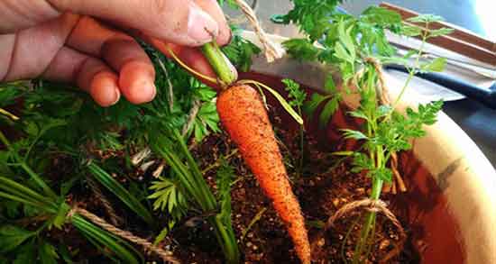 خواص هویج سفید و فواید مصرف آب هویج سفید برای سلامتی بدن خواص هویج سفید ؛ فواید مصرف آب هویج سفید برای سلامتی بدن