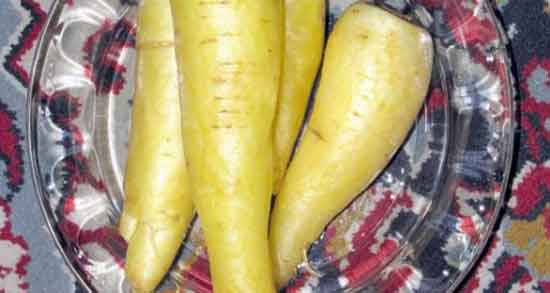 خواص هویج فرنگی برای تخمدان و تاثیر هویج فرنگی برای عفونت تخمدان خواص هویج فرنگی برای تخمدان ؛ تاثیر هویج فرنگی برای عفونت تخمدان