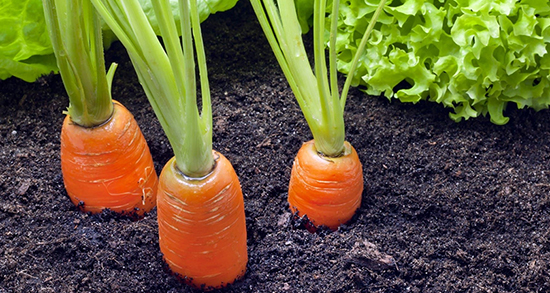 خواص هویج فرنگی و برای مردان و کرونا و ریه و قلب + مضرات هویج فرنگی خواص هویج فرنگی ؛ برای مردان و کرونا و ریه و قلب + مضرات هویج فرنگی