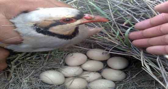 خواص و طبع گوشت کبک و آشنایی با خاصیت دارویی و طبع گوشت کبک خواص و طبع گوشت کبک ؛ آشنایی با خاصیت دارویی و طبع گوشت کبک