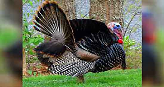 خواص و طرز پخت گوشت بوقلمون و فواید و دستور پخت گوشت بوقلمون خواص و طرز پخت گوشت بوقلمون ؛ فواید و دستور پخت گوشت بوقلمون