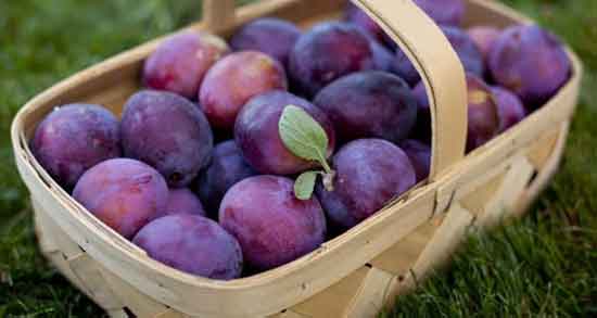 خواص و مضرات آلو قرمز ؛ بررسی خاصیت و مضرات مصرف آلو قرمز برای سلامتی خواص و مضرات آلو قرمز ؛ بررسی خاصیت و مضرات مصرف آلو قرمز برای سلامتی