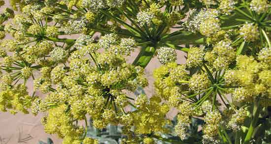 خواص و مضرات آنغوزه و فواید و عوارض انغوزه برای انواع بیماری ها خواص و مضرات آنغوزه ؛ فواید و عوارض انغوزه برای انواع بیماری ها