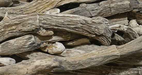 خواص و مضرات اگیر ترکی و فواید و مضرات گیاه اگیر ترکی چیست خواص و مضرات اگیر ترکی ؛ فواید و مضرات گیاه اگیر ترکی چیست